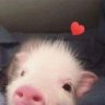PolishPig